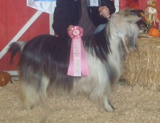 Bells Goats Roxie